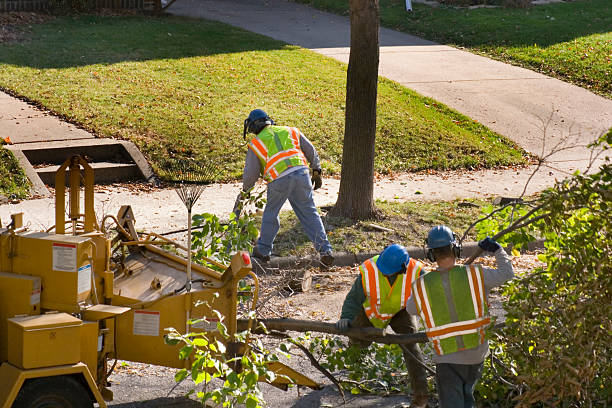  Nibley, UT Tree Removal Pros