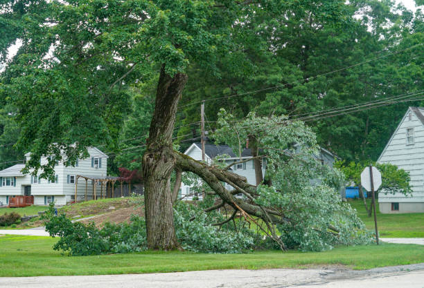 Best Tree Removal  in Nibley, UT