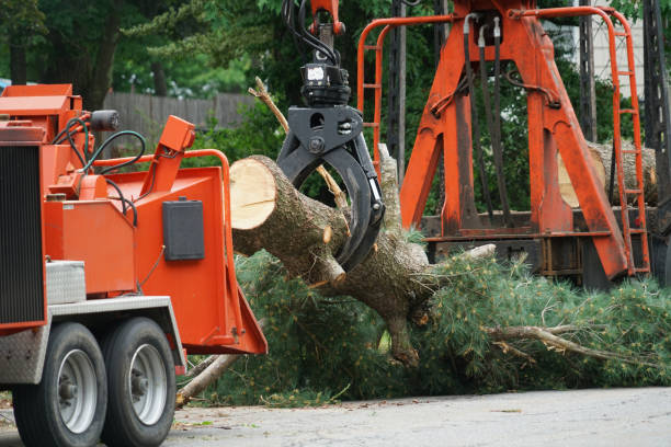 Best Tree Risk Assessment  in Nibley, UT